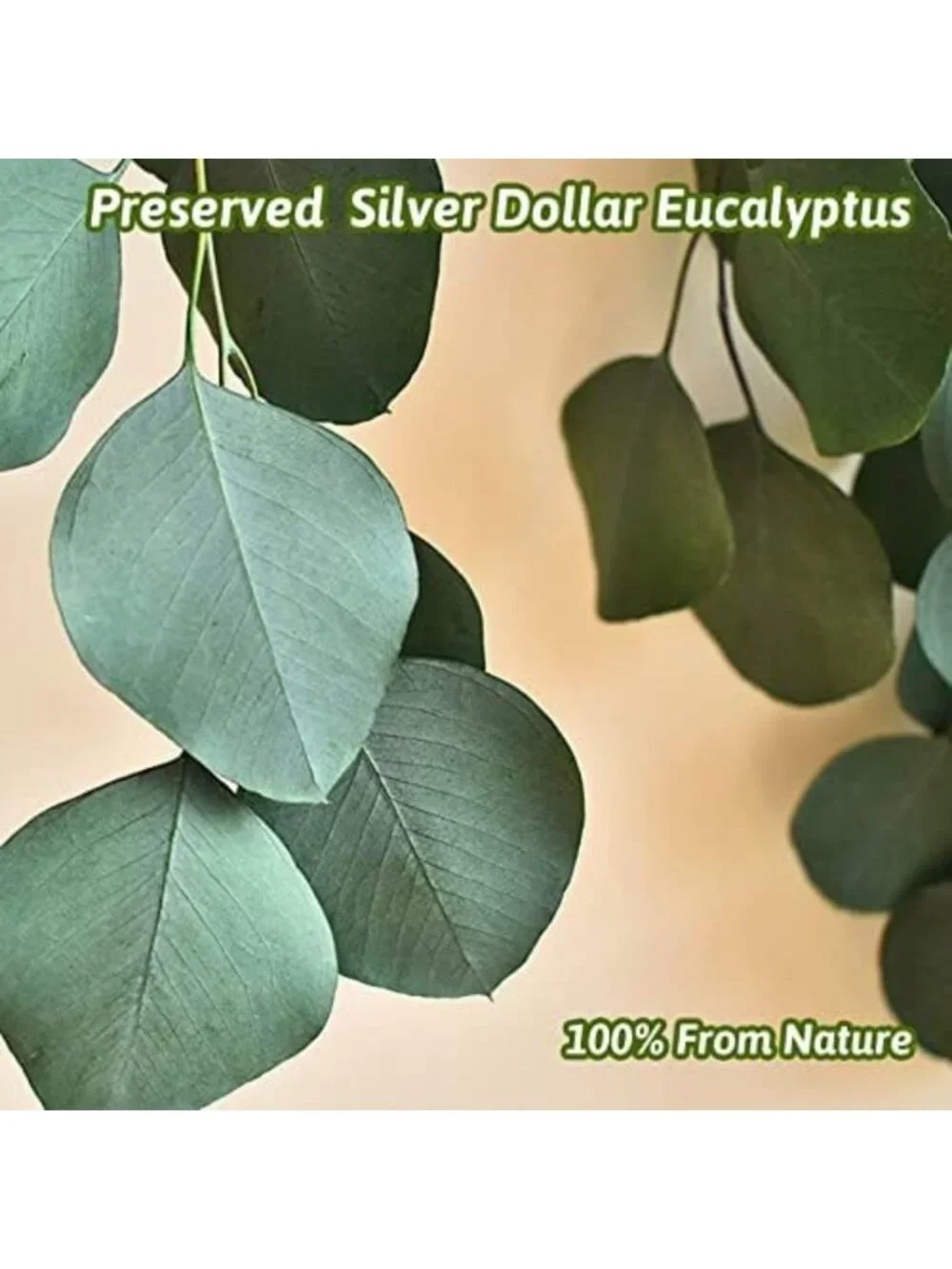 Dried Eucalyptus Stems & Leaves - 4-10 Pcs Green Vase Filler for Home Décor